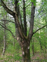 trees in the forest