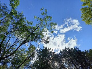 Fototapeta premium trees and sky