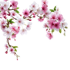 Obraz premium Delicate cherry blossoms (1)