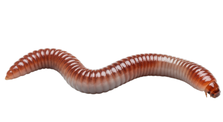 Lumbricus terrestris on a transparent isolated background. png


