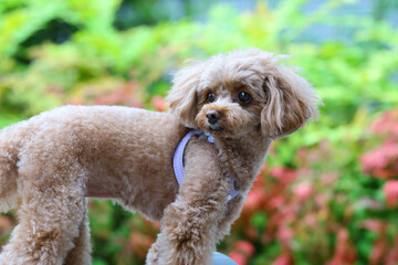 公園の景色を楽しむトイ・プードル