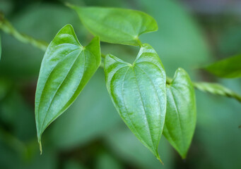 Close-up of green leaves with natural background | Daun hijau close-up dengan latar alami