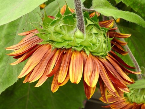 sunflower back red and yellow bloom close up