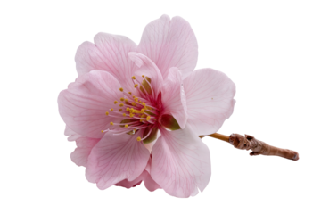 Delicate cherry blossom isolated on white background showcasing beautiful pink petals and stem on transparent background