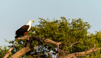 Naklejka premium White-backed sea eagle perched on a tree branch.