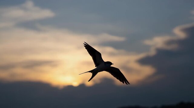 Swallow soaring in the sky, golden sunset background, elegant and poetic composition, soft glowing light
