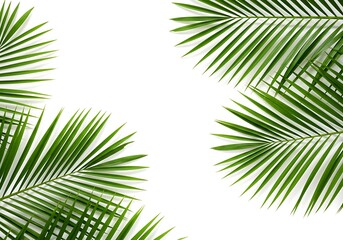 Obraz premium Green palm leaves isolated on white background, a tropical summer backdrop