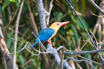 Stork-billed Kingfisher in Kinabatangan Wildlife Sanctuary, Sabah, Malaysia