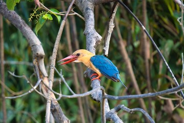 Stork-billed Kingfisher in Kinabatangan Wildlife Sanctuary, Sabah, Malaysia