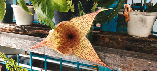 Close-up photo of Stapelia gigantea, an exotic succulent featuring a large star-shaped flower with cream-colored petals and reddish-brown stripes