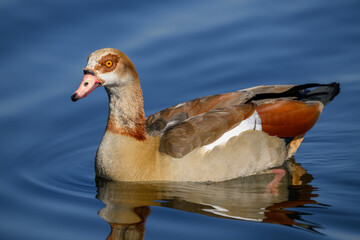 Closeup of an Egyptian goose swimming