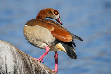 An Egyptian goose perched on a branch