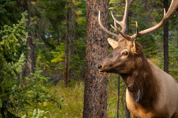 Elk cervus canadensis