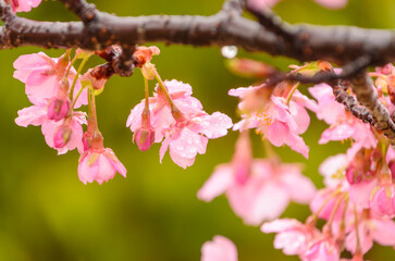 雨上がりに咲くピンクの河津桜の花と雫