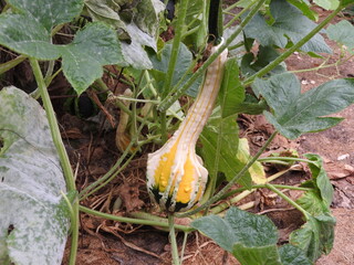 yellow green crook neck gourd fall harvest decorative
