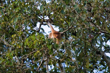 Proboscis Monkey in Kinabatangan Wildlife Sanctuary, Sabah, Malaysia