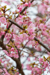 Obraz premium 満開の河津桜の花のクローズアップ