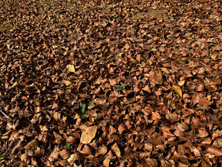 Background of pile brown dry leaves covering the ground