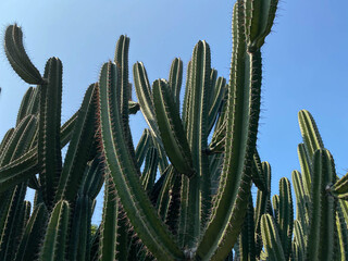 Cereus repandus, cactus tree, clear blue sky background