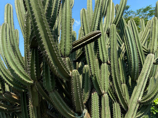 Cereus repandus, cactus tree, clear blue sky background
