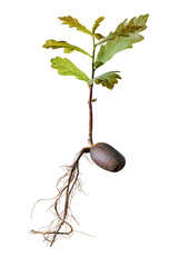 Acorn With sprouting roots and leaves © Hugh