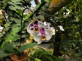 White purple orchid, blooming on the garden