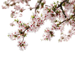 Obraz premium Close-up of blossoming cherry blossoms (1)