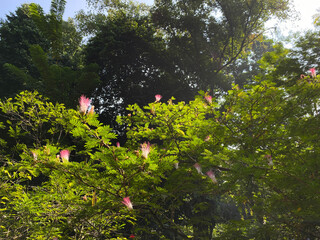 Pink white flower of Albizia julibrissin or persian silk tree