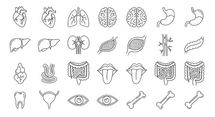 Human Anatomy Icon Set Line Art Illustrations of Organs