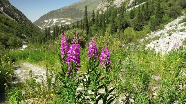 Vibrant fireweed flowers move in the wind amid a mountainous landscape with green vegetation rocky terrain, tall conifers and a curving road, highlighting natures resilience and ecological diversity