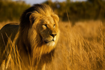  AI-generated image of a majestic male lion standing tall in the golden savannah grasslands, bathed in warm sunlight.