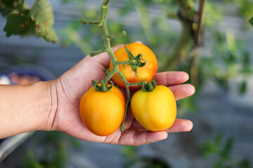 A photo of a hand holding a tomato still on the tree. The tomato looks very fresh.