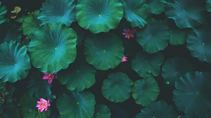 A large forest of green lotus leaves with many small pink buds, captured in HD with a top-down view and close-up focus, showcasing clear details of the leaves and buds in high-resolution.