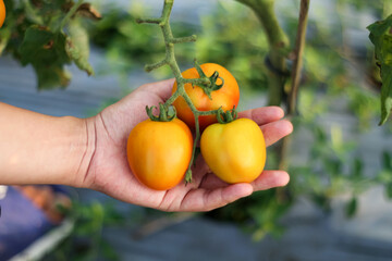 A photo of a hand holding a tomato still on the tree. The tomato looks very fresh.