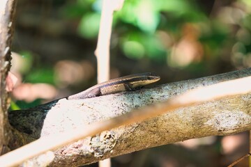 Common Sun Skink in Kinabatangan Wildlife Sanctuary, Sabah, Malaysia