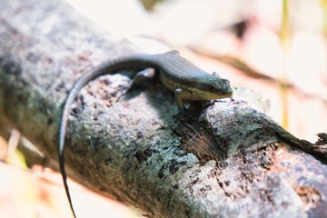 Common Sun Skink in Kinabatangan Wildlife Sanctuary, Sabah, Malaysia