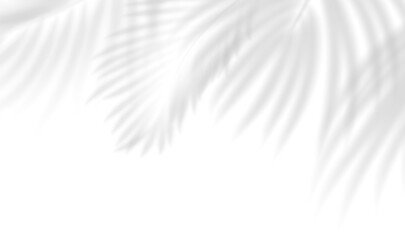 Transparent shadow overlay effect tropical leaves. Realistic shadow of palm branch. Mockup of transparent tropic leaves shadow and natural lightning. Vector illustration