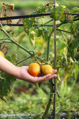 A photo of a hand holding a tomato still on the tree. The tomato looks very fresh.