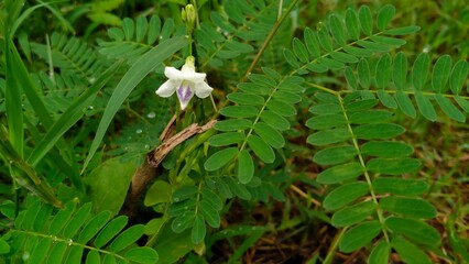 white flower in the garden