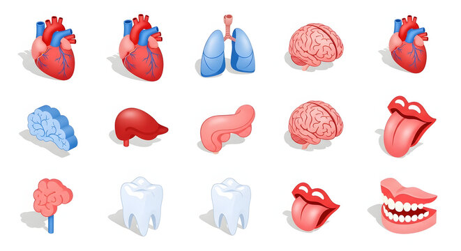 Anatomical Illustrations A Collection of Human Organ Icons in Isometric Style