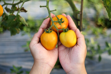 A photo of a hand holding a tomato still on the tree. The tomato looks very fresh.