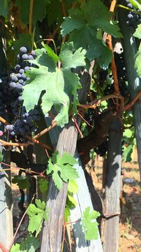 red grapes in the vineyard of the garnacha variety