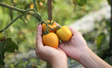 A photo of a hand holding a tomato still on the tree. The tomato looks very fresh.