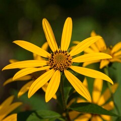 Bright yellow flower in garden (3)