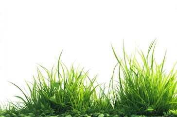 Lush green grass blades and small leaves against a stark white background, creating a vibrant, fresh, and natural border