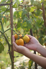 A photo of a hand holding a tomato still on the tree. The tomato looks very fresh.