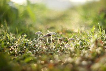 Photo of Parasola plicatilis mushroom in the morning, filled with very fresh dew drops.