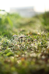 Photo of Parasola plicatilis mushroom in the morning, filled with very fresh dew drops.