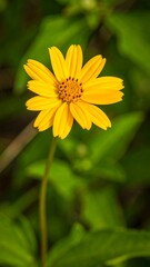 Bright yellow flower in green foliage
