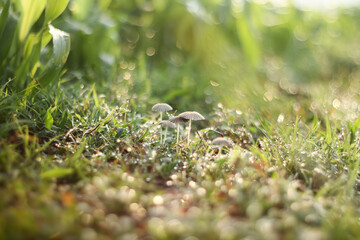 Photo of Parasola plicatilis mushroom in the morning, filled with very fresh dew drops.